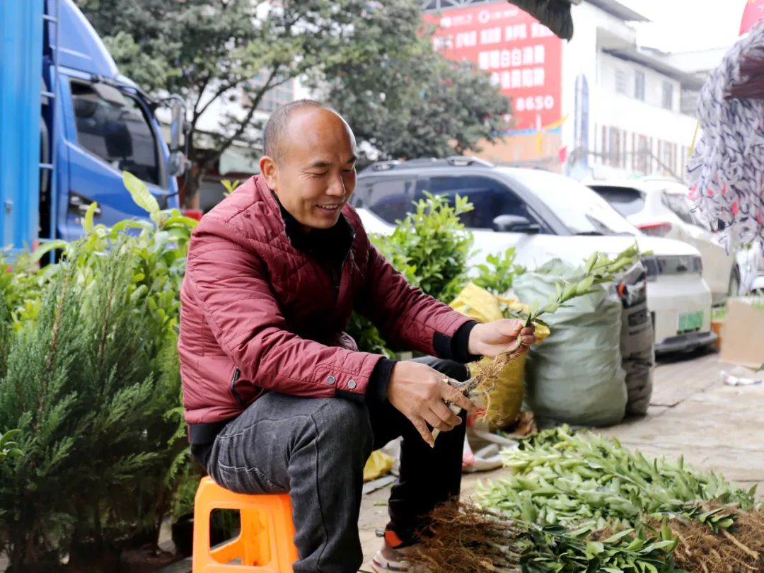 苗木市場春意濃 特色產(chǎn)業(yè)驅(qū)動農(nóng)轉(zhuǎn)工新篇章，農(nóng)產(chǎn)品加工添翼騰飛