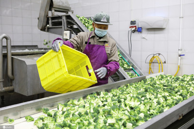 江蘇濱海蔬菜 從田間到國際餐桌，年產值超3億的產業騰飛之路
